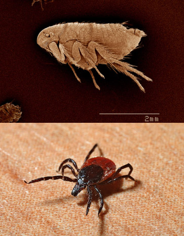 Fleas and ticks summer pests