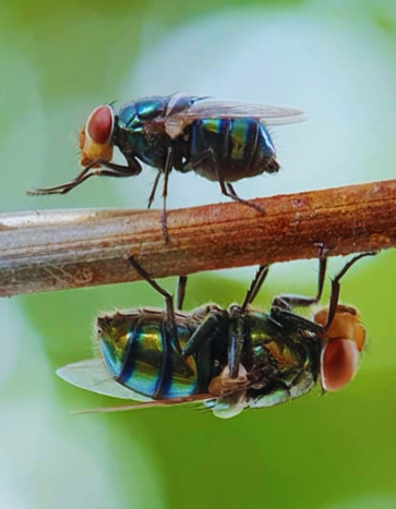 flies coming out in summer – Summer Pest Control flies coming out in summer - Summer Pest Control