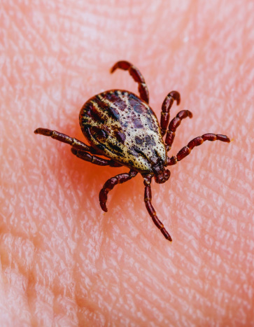 tick climbing on human skin tick climbing on human skin