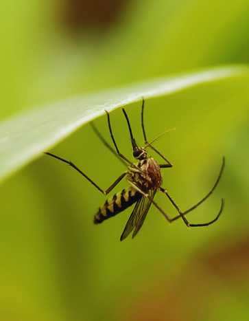 mosquito coming out in summer – summer pest control mosquito coming out in summer - summer pest control