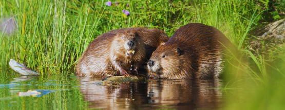 Beaver in a small pond near a lawn Beaver in a small pond near a lawn