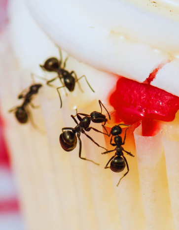 Ants gathering around picnic cupcake – summer pest control Ants gathering around picnic cupcake - summer pest control