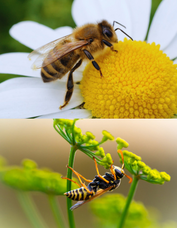 stinging insects – Bee and wasp – summer pest control stinging insects - Bee and wasp - summer pest control