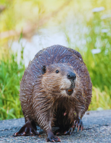 A wet beaver on a paved surface in Iowa City, IA – Beaver Removal Services by Bobcat Wildlife & Pest Management A wet beaver on a paved surface in Iowa City, IA – Beaver Removal Services by Bobcat Wildlife & Pest Management