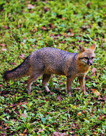 Fox standing on a grassy lawn – Fox Removal Fox standing on a grassy lawn - Fox Removal