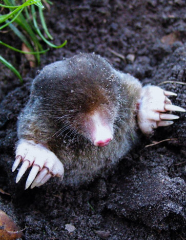 Mole emerging from a hole in a lawn – Mole Control Services in Iowa City, IA by Bobcat Wildlife & Pest Management Mole emerging from a hole in a lawn – Mole Control Services in Iowa City, IA by Bobcat Wildlife & Pest Management