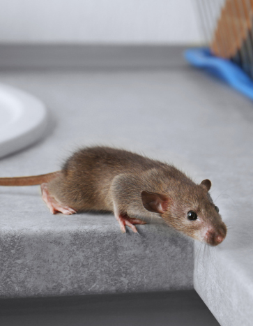 A Mouse on a Kitchen Top – Fall Pests A Mouse on a Kitchen Top - Fall Pests
