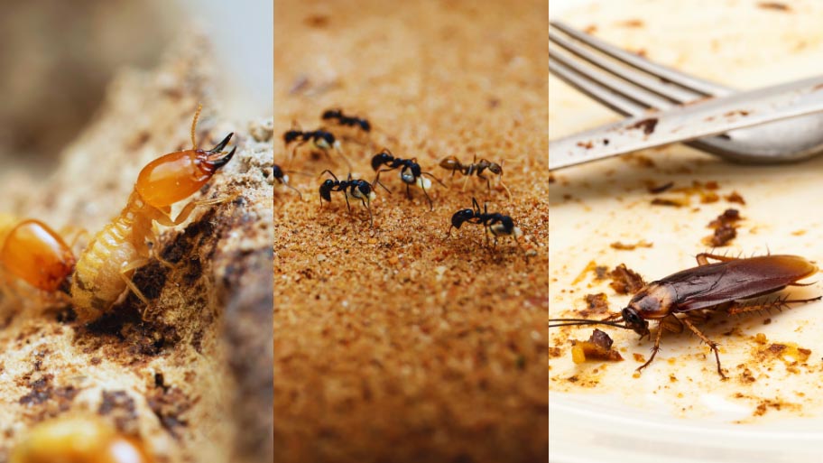 Pest Control in Tiffin, IA Pest Control in Tiffin, IA