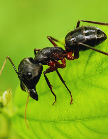 Carpenter Ant Removal