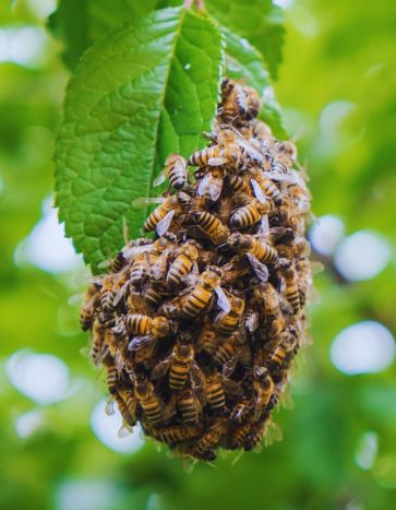 Honey bee hive on a tree branch before removal by Bobcat Wildlife & Pest Management – honey bee removal in Iowa City Honey bee hive on a tree branch before removal by Bobcat Wildlife & Pest Management – honey bee removal in Iowa City
