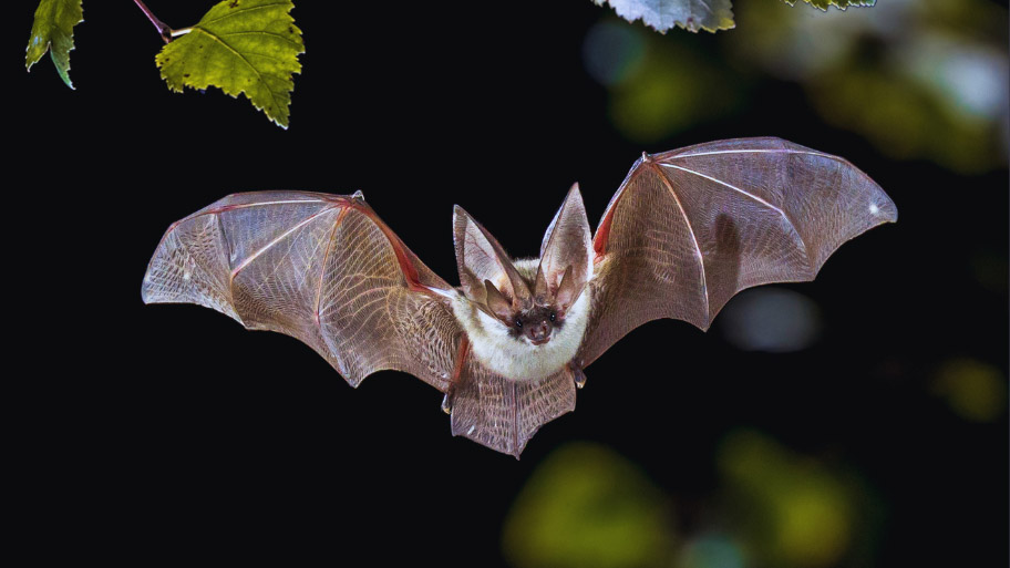 Bat Removal in Tiffin, IA Bat Removal in Tiffin, IA