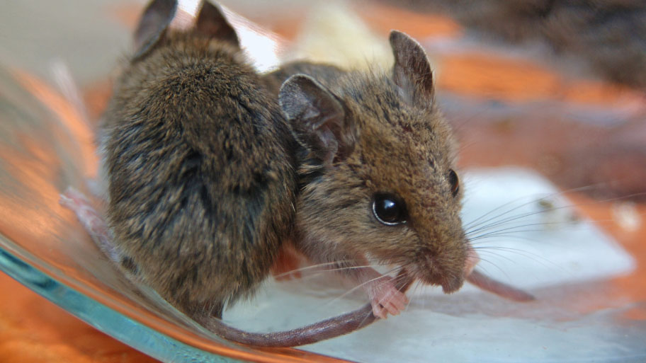 Mice Removal in Swisher, IA Mice Removal in Swisher, IA