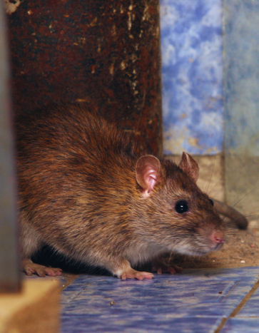 Rat in a house crawling around the kitchen Rat in a house crawling around the kitchen
