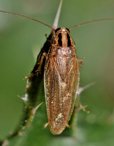 German Cockroach – Halloween Pest Control German Cockroach - Halloween Pest Control