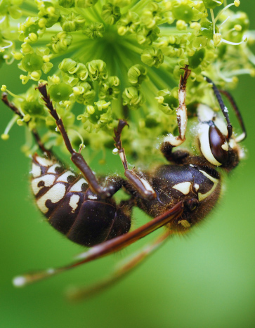 bald faced hornet hanging from a flower near a house in Iowa – Hornet Removal bald faced hornet hanging from a flower near a house in Iowa - Hornet Removal