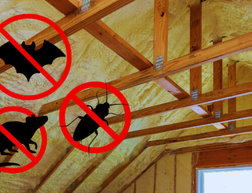 Attic Insulation and Pest Control: Why Contaminated Insulation Should Be Replaced