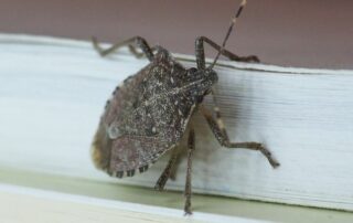 Brown Marmorated Stink Bug Crawling in a House in Iowa City, IA - How to Get Rid of Stink Bugs