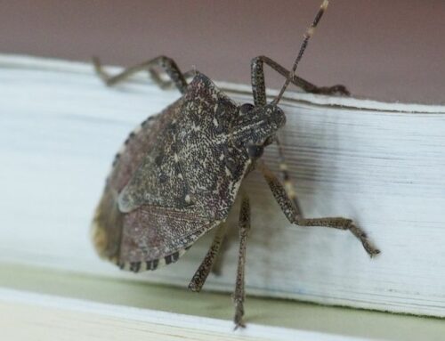 How to Get Rid of Stink Bugs in Iowa City Homes During Winter