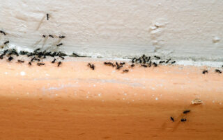 Ants infesting a kitchen in Iowa City, IA. Discover expert solutions on how to get rid of ants in the kitchen with Bobcat Wildlife & Pest Management