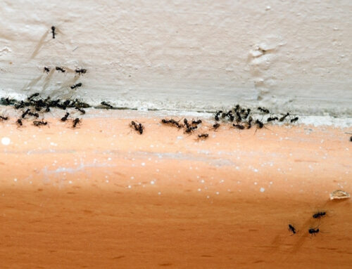 How to Get Rid of Ants in the Kitchen: Spring Pest Problems in Iowa City, IA