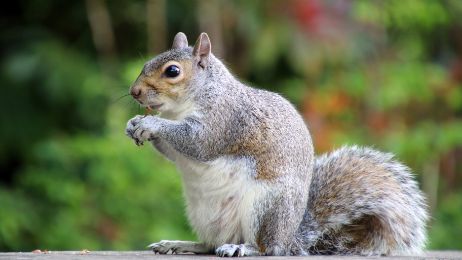 Squirrel Removal in Tiffin, IA Squirrel Removal in Tiffin, IA