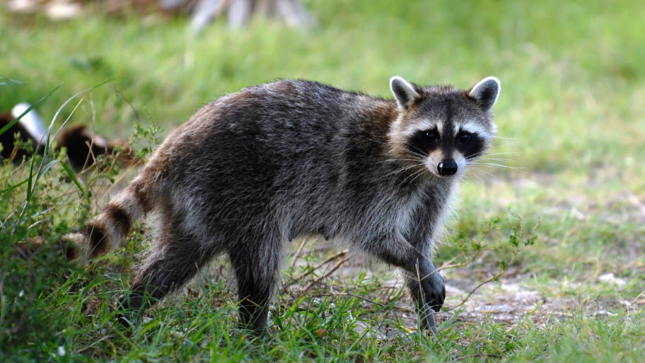 Raccoon Removal in Tiffin, IA Raccoon Removal in Tiffin, IA