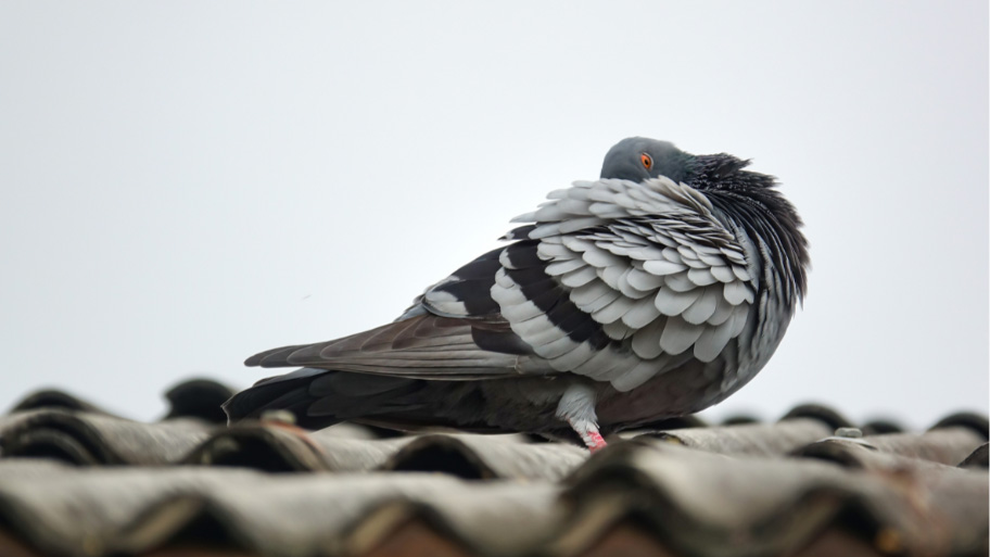 Bird Removal in Tiffin, IA Bird Removal in Tiffin, IA