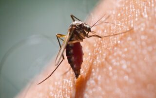 Close-up of mosquito biting skin—Bobcat Wildlife & Pest Management helps Iowa City homeowners learn how to keep mosquitoes away with targeted pest control