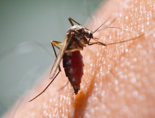 How to Keep Mosquitoes Away from Your Iowa City Yard This Summer