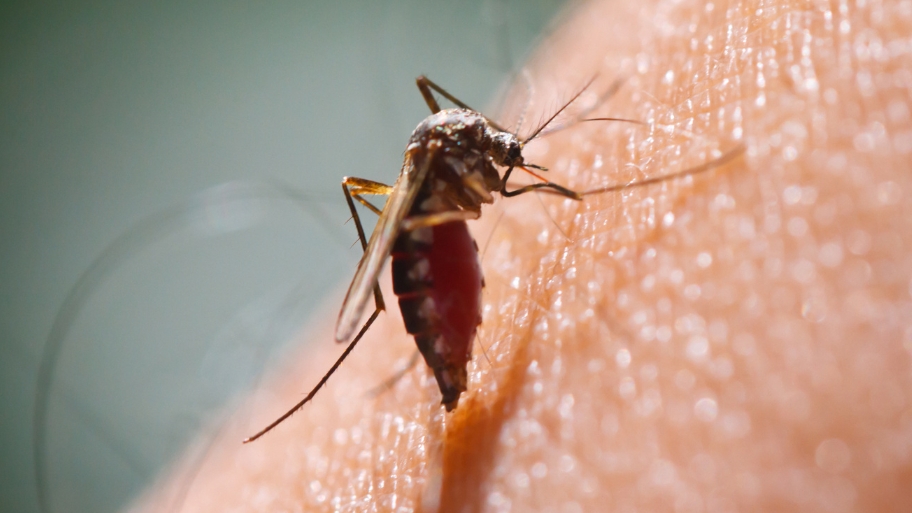Close-up of mosquito biting skin Close-up of mosquito biting skin—Bobcat Wildlife & Pest Management helps Iowa City homeowners learn how to keep mosquitoes away with targeted pest control