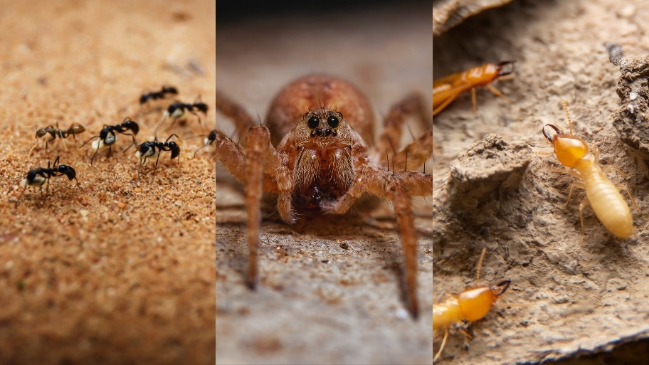 Pest Control in North Liberty, IA Pest Control in North Liberty, IA
