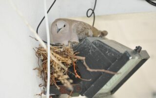 Bird nesting on outdoor light fixture—example of what Bobcat Wildlife & Pest Management in Iowa City handles in How to Stop Birds from Nesting services.