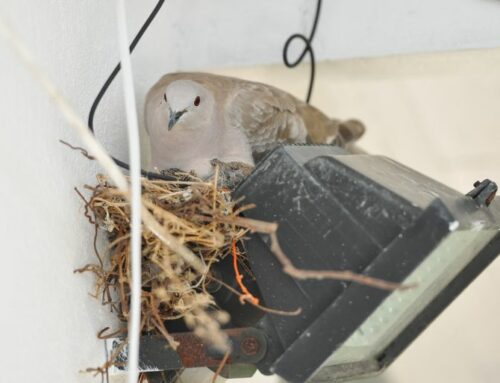 How to Stop Birds from Nesting: Expert Tips for Iowa City Residents