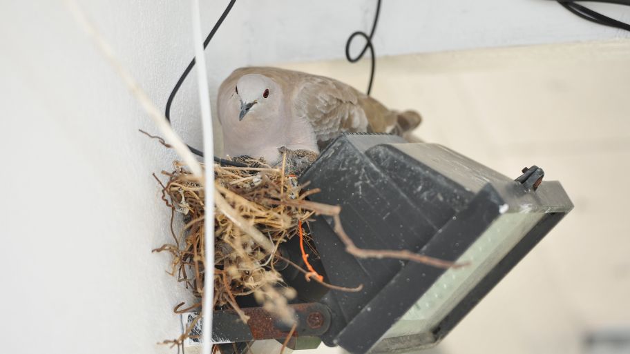 Bird nesting on outdoor light fixture—example of what Bobcat Wildlife & Pest Management in Iowa City handles in How to Stop Birds from Nesting services. Bird nesting on outdoor light fixture—example of what Bobcat Wildlife & Pest Management in Iowa City handles in How to Stop Birds from Nesting services.