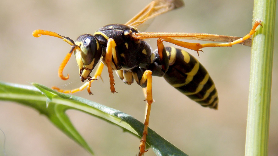 Wasp Removal in Swisher, IA Wasp Removal in Swisher, IA