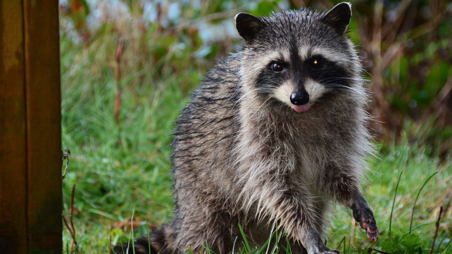 Raccoon Removal in Solon, IA Raccoon Removal in Solon, IA