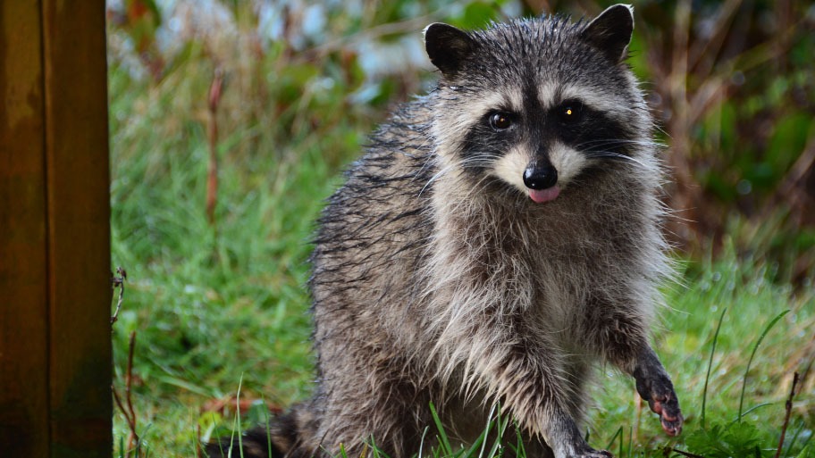 Raccoon Removal in North Liberty, IA Raccoon Removal in North Liberty, IA