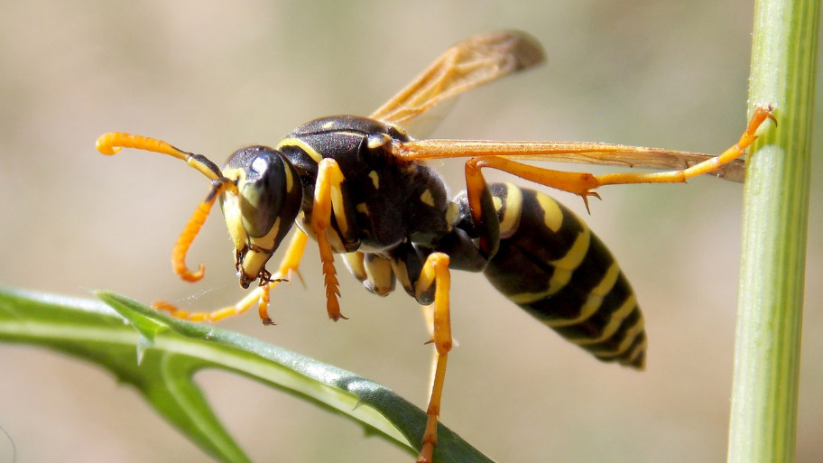 Wasp Removal in Solon, IA Wasp Removal in Solon, IA