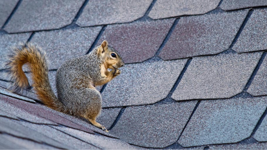 Squirrel Removal in North Liberty, IA Squirrel Removal in North Liberty, IA