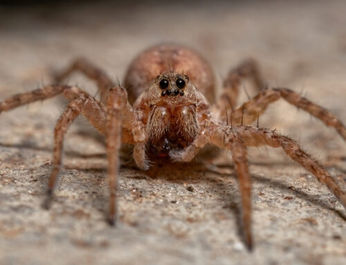 How to Keep Spiders Out of the Basement This Summer in Iowa City