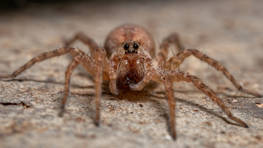 Adult Wolf Spider Wolf spider in a basement — featured by Bobcat Wildlife & Pest Management in Iowa City on how to keep spiders out of the basement