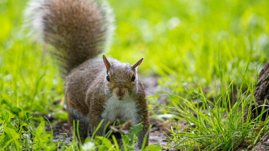 Squirrel Removal in Mount Vernon, IA