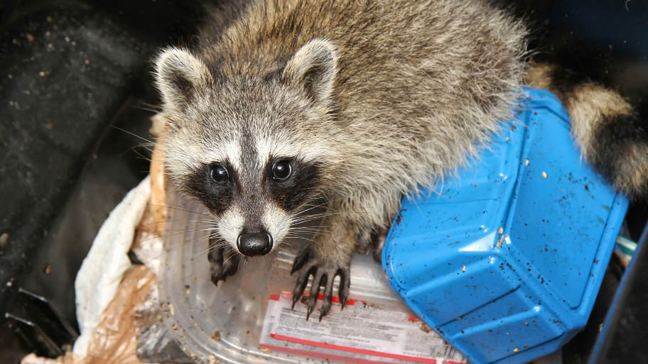 Raccoon Removal in Iowa City, IA Raccoon Removal in Iowa City, IA