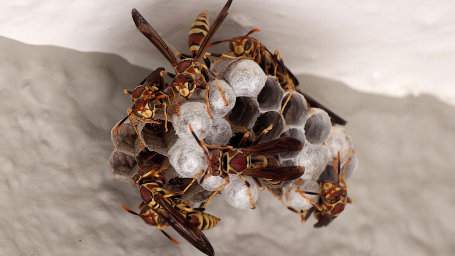 Active paper wasp nest on a ceiling – Bobcat Wildlife & Pest Management shows how to safely remove a wasp nest in Iowa City, IA