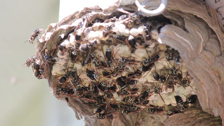 Bald-faced hornets swarming a large paper nest near a house – Bobcat Wildlife & Pest Management explains how to safely remove a wasp nest in Iowa City, IA