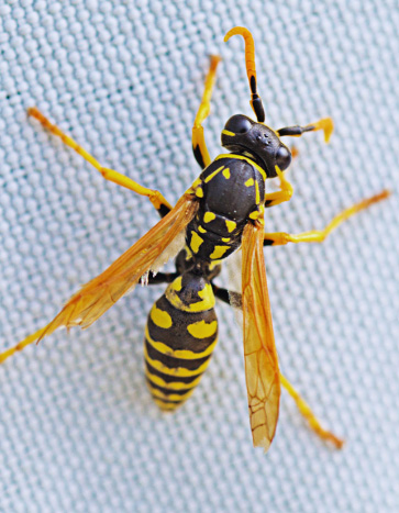 Close-up of a wasp on fabric – Bobcat Wildlife & Pest Management provides wasp pest control in Iowa City, IA and nearby areas Close-up of a wasp on fabric – Bobcat Wildlife & Pest Management provides wasp pest control in Iowa City, IA and nearby areas