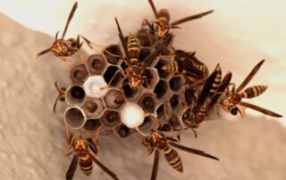 Paper wasps building a nest indoors – Bobcat Wildlife & Pest Management explains how to safely remove a wasp nest in Iowa City, IA