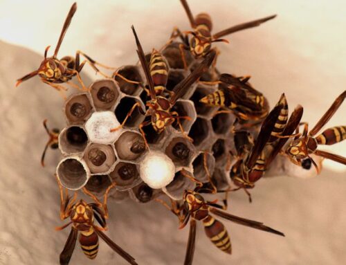 How to Safely Remove a Wasp Nest from Your Iowa City Home (Without Getting Stung)