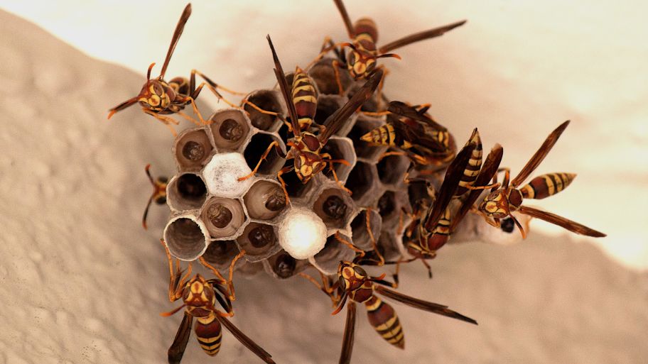 Paper wasps building a nest indoors – Bobcat Wildlife & Pest Management explains how to safely remove a wasp nest in Iowa City, IA