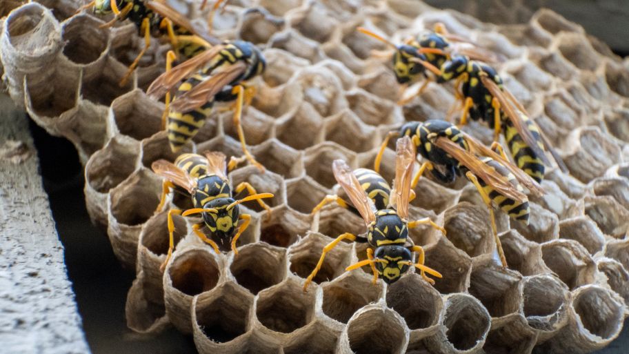 Yellowjackets building a nest under wood beam – Bobcat Wildlife & Pest Management explains how to safely remove a wasp nest in Iowa City, IA
